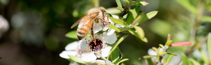 bee on a manuka flower