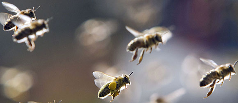 flight-of-the-honey-bees