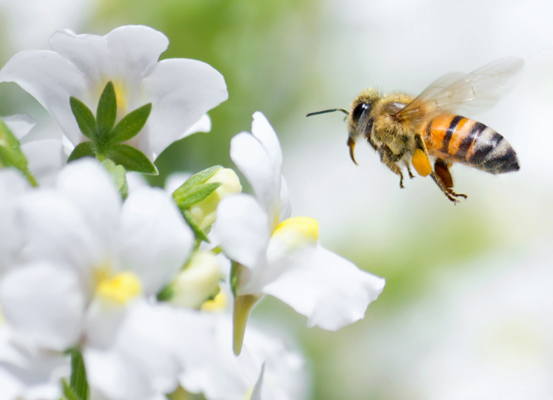honey-bee-in-flight
