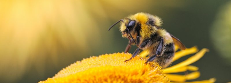 how to look after bees