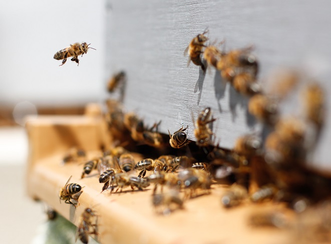 Looking After Bees Is Important. Read Our Bee Tips For Autumn In NZ