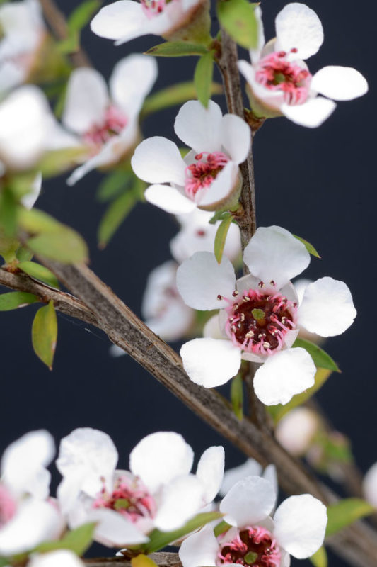 manuka flowers